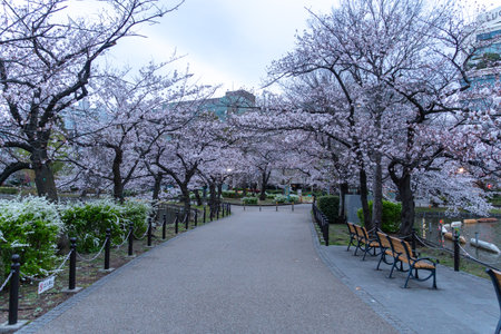 Cherry blossoms in Japan, Tokyoの写真素材