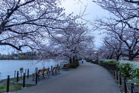 Cherry blossoms in Japan, Tokyoの写真素材