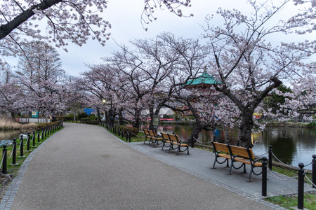 Cherry blossoms in Japan, Tokyoの写真素材
