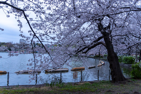 Cherry blossoms in Japan, Tokyoの写真素材