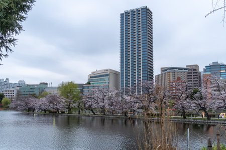 Cherry blossoms in Japan, Tokyoの写真素材