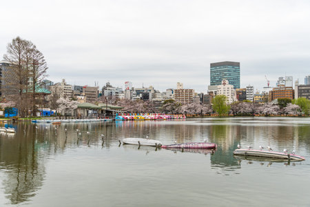 Cherry blossoms in Japan, Tokyoの写真素材