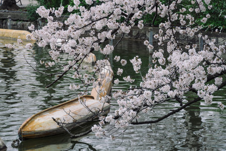 Cherry blossoms in Japan, Tokyoの写真素材
