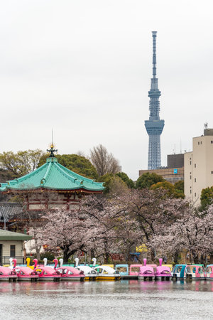 Cherry blossoms in Japan, Tokyo