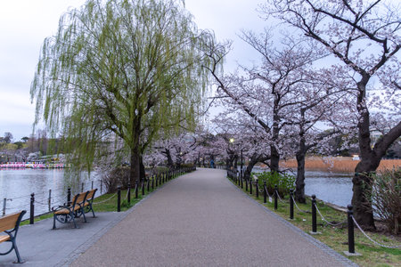 Cherry blossoms in Japan, Tokyoの写真素材