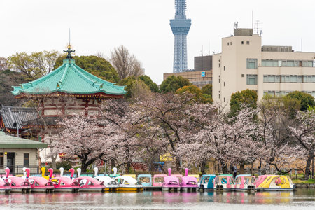 Cherry blossoms in Japan, Tokyoの写真素材