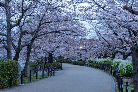 Cherry blossoms in Japan, Tokyoの写真素材