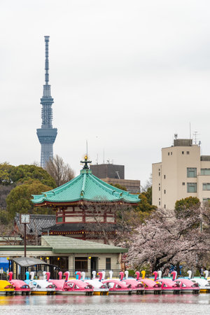 Cherry blossoms in Japan, Tokyoの写真素材