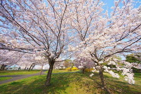 Cherry blossoms in Japan, Tokyoの写真素材