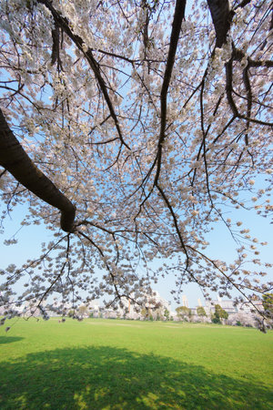 Cherry blossoms in Japan, Tokyoの写真素材