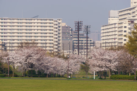 Cherry blossoms in Japan, Tokyoの写真素材
