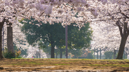 Cherry blossoms in Japan, Tokyoの写真素材