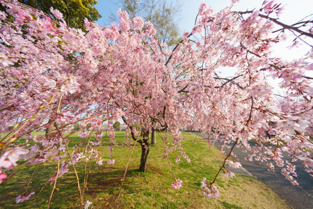 Cherry blossoms in Japan, Tokyoの写真素材