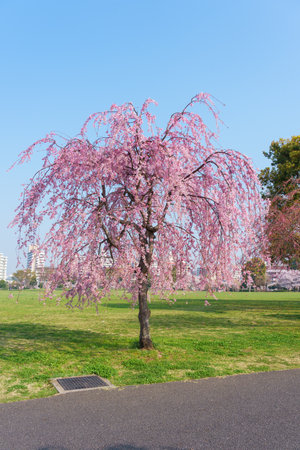 Cherry blossoms in Japan, Tokyoの写真素材