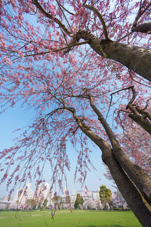 Cherry blossoms in Japan, Tokyoの写真素材