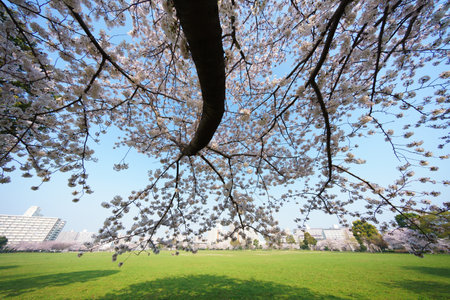 Cherry blossoms in Japan, Tokyoの写真素材