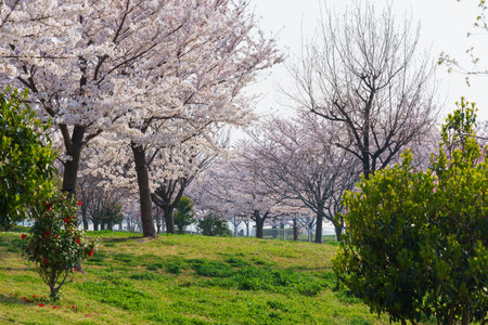 Cherry blossoms in Japan, Tokyoの写真素材