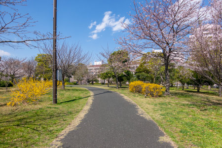 Cherry blossoms in Japan, Tokyoの写真素材