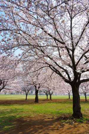 Cherry blossoms in Japan, Tokyoの写真素材