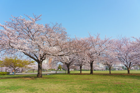 Cherry blossoms in Japan, Tokyoの写真素材