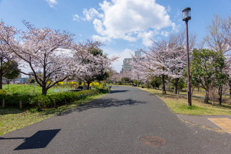 Cherry blossoms in Japan, Tokyoの写真素材
