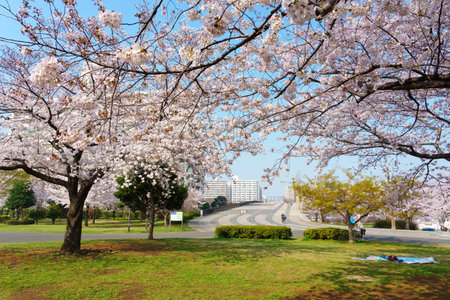 Cherry blossoms in Japan, Tokyoの写真素材