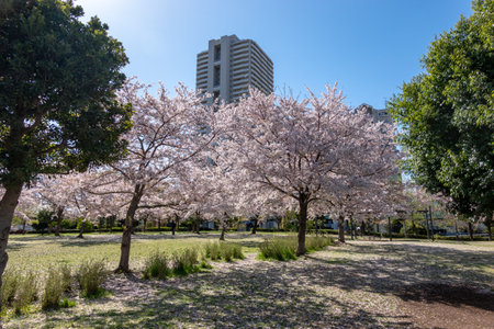 Cherry blossoms in Japan, Tokyoの写真素材