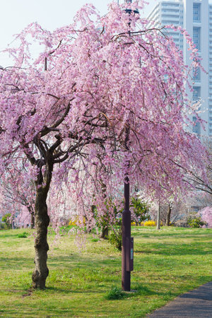 Cherry blossoms in Japan, Tokyoの写真素材