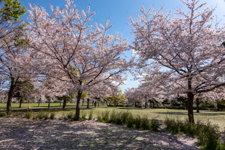 Cherry blossoms in Japan, Tokyoの写真素材