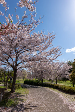 Cherry blossoms in Japan, Tokyoの写真素材