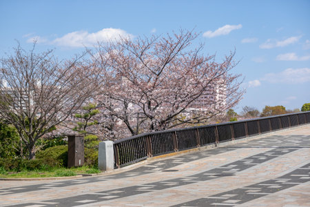 Cherry blossoms in Japan, Tokyoの写真素材
