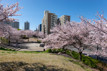 Cherry blossoms in Japan, Tokyoの写真素材