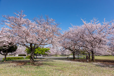 Cherry blossoms in Japan, Tokyoの写真素材