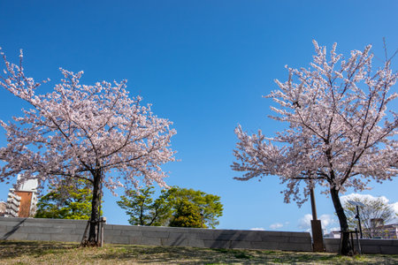 Cherry blossoms in Japan, Tokyoの写真素材