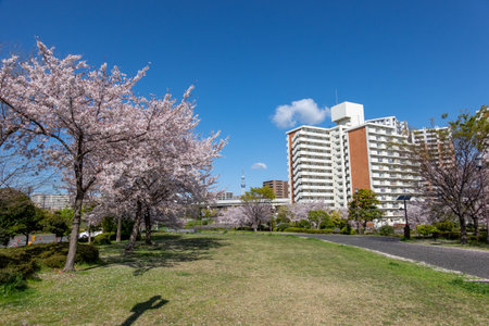 Cherry blossoms in Japan, Tokyoの写真素材