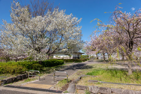 Cherry blossoms in Japan, Tokyoの写真素材