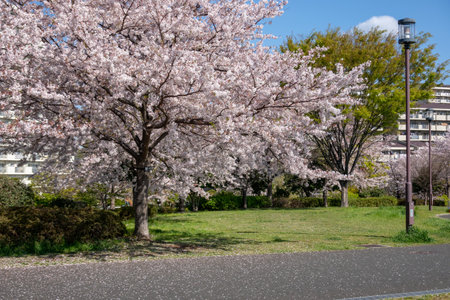 Cherry blossoms in Japan, Tokyoの写真素材