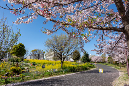 Cherry blossoms in Japan, Tokyoの写真素材