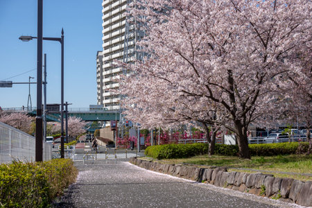 Cherry blossoms in Japan, Tokyoの写真素材