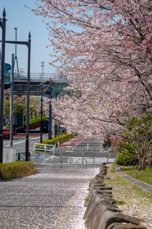 Cherry blossoms in Japan, Tokyoの写真素材