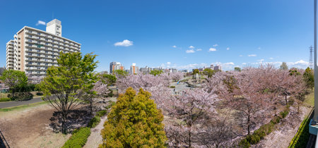 Cherry blossoms in Japan, Tokyoの写真素材