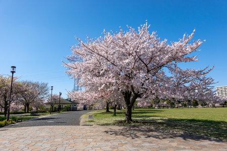 Cherry blossoms in Japan, Tokyoの写真素材