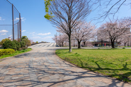 Cherry blossoms in Japan, Tokyoの写真素材