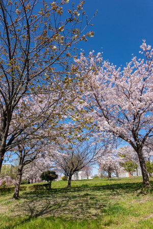 Cherry blossoms in Japan, Tokyoの写真素材