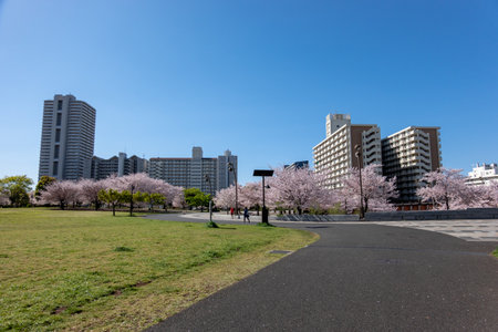 Cherry blossoms in Japan, Tokyoの写真素材