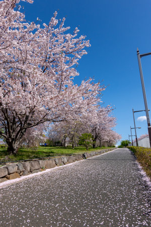 Cherry blossoms in Japan, Tokyoの写真素材