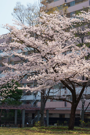 Cherry blossoms in Japan, Tokyoの写真素材