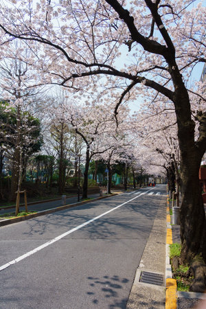 Cherry blossoms in Japan, Tokyoの写真素材