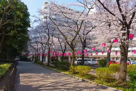 Cherry blossoms in Japan, Tokyoの写真素材