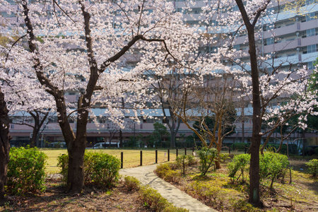 Cherry blossoms in Japan, Tokyoの写真素材